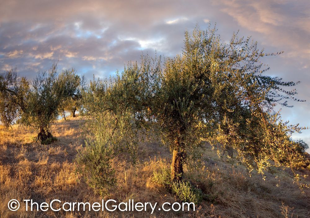 Wild Olive Grove