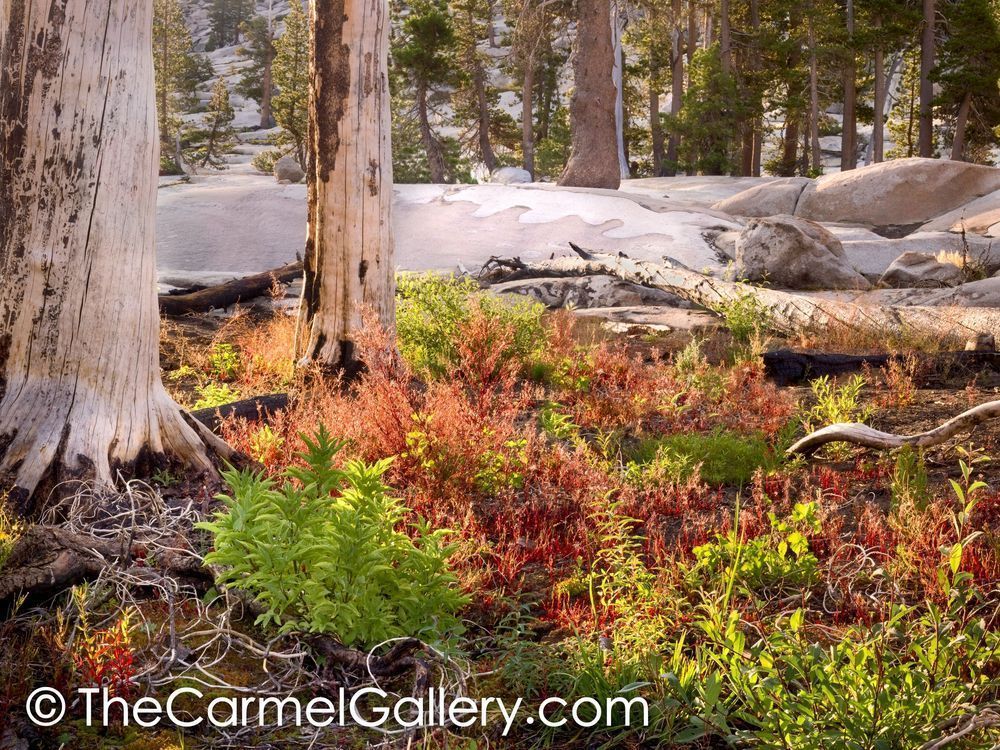 Wilderness Garden