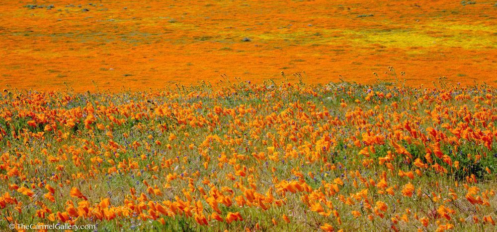 Wildflower  Wind