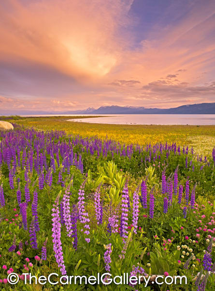 Wildflower Sunset, Lake Tahoe