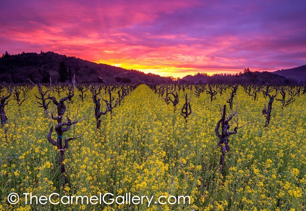 Wildflower Sunrise