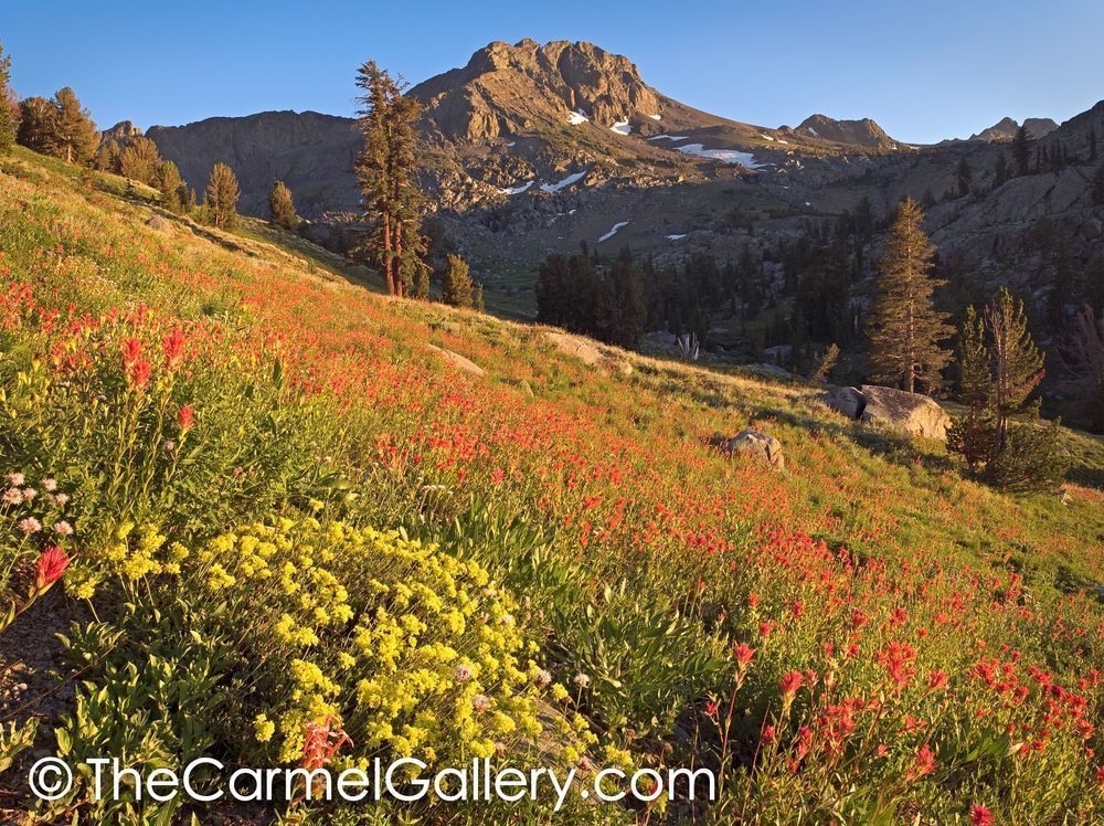 Wildflower Hillside