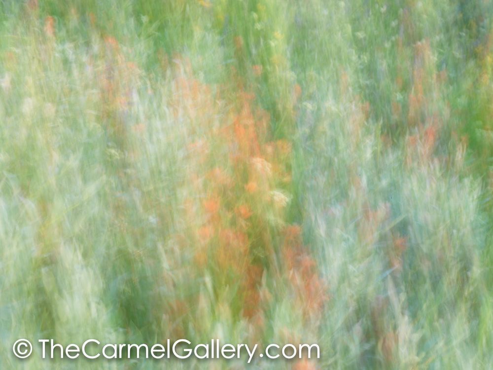 Wildflowers IV