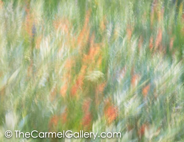 Wildflowers V