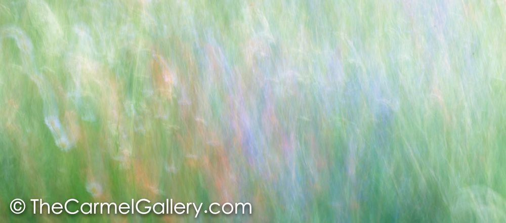 Wildflowers VII