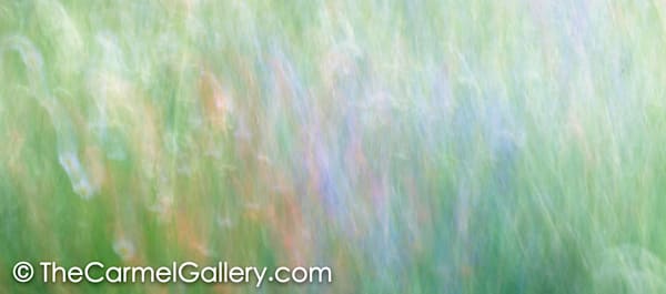 Wildflowers VII