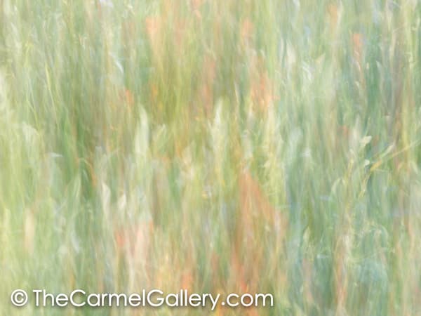 Wildflowers II
