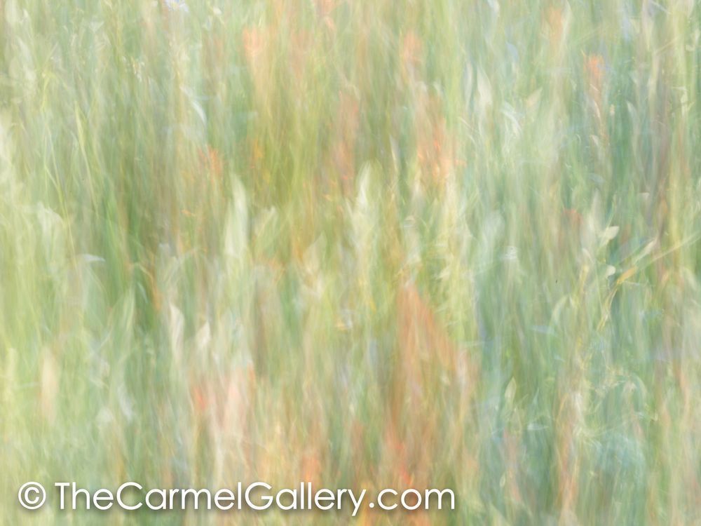Wildflowers II