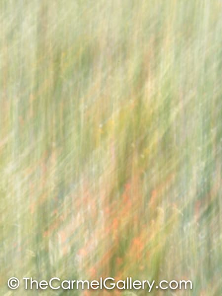 Wildflowers I