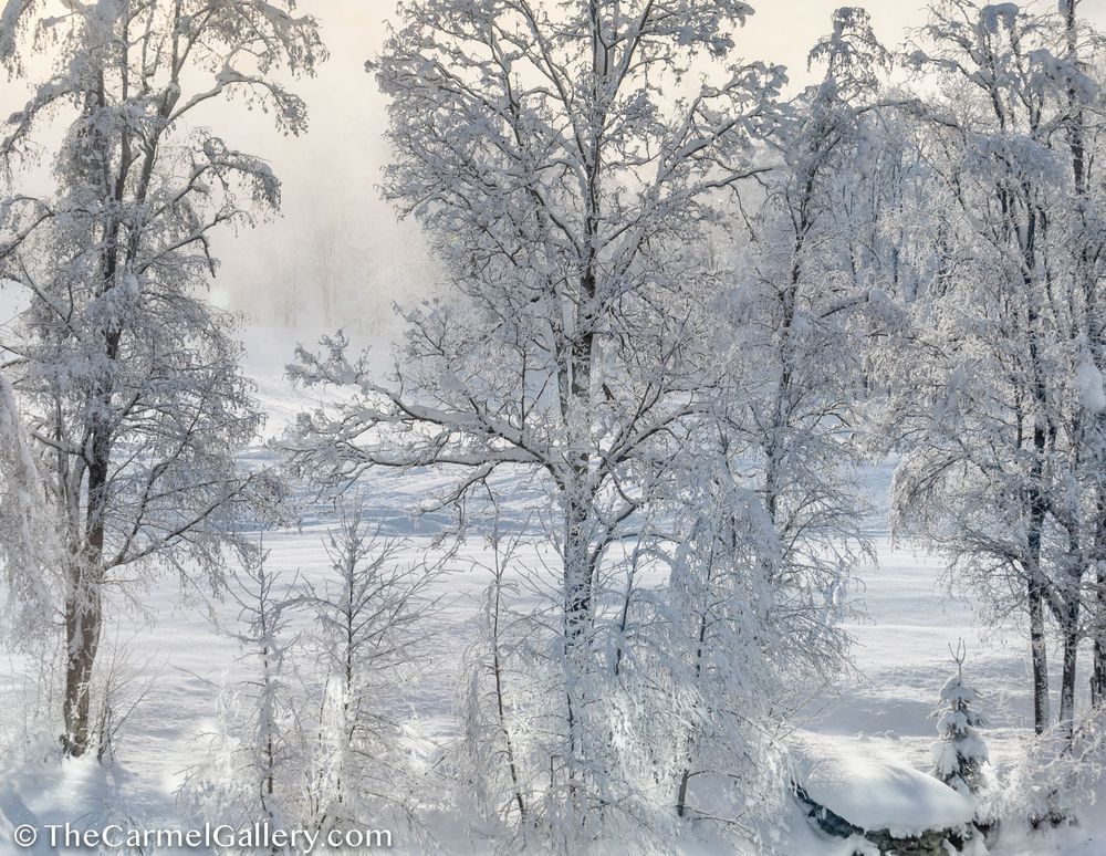 Winter Birches Photography Art | The Carmel Gallery