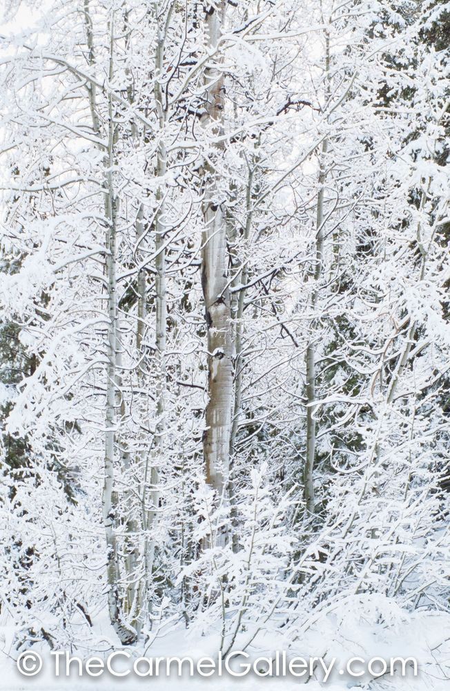 Winter Aspen