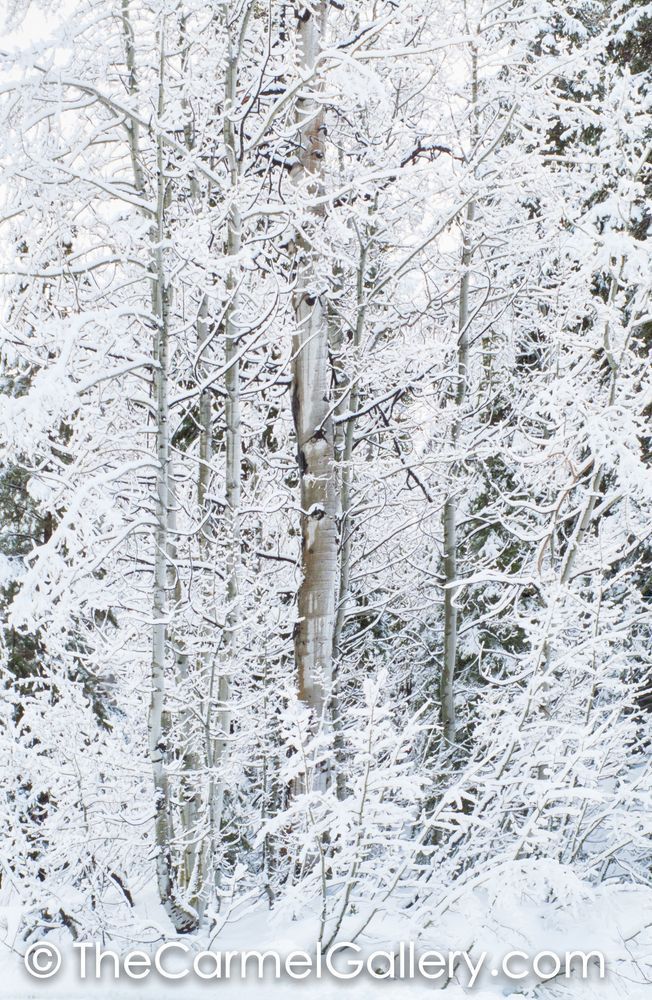 Winter Aspen