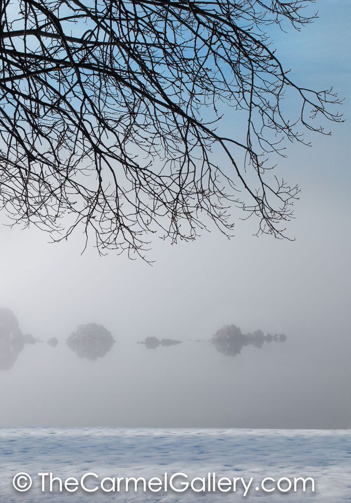 Winter Branches
