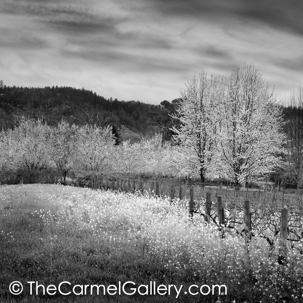 Winter Bloom BW