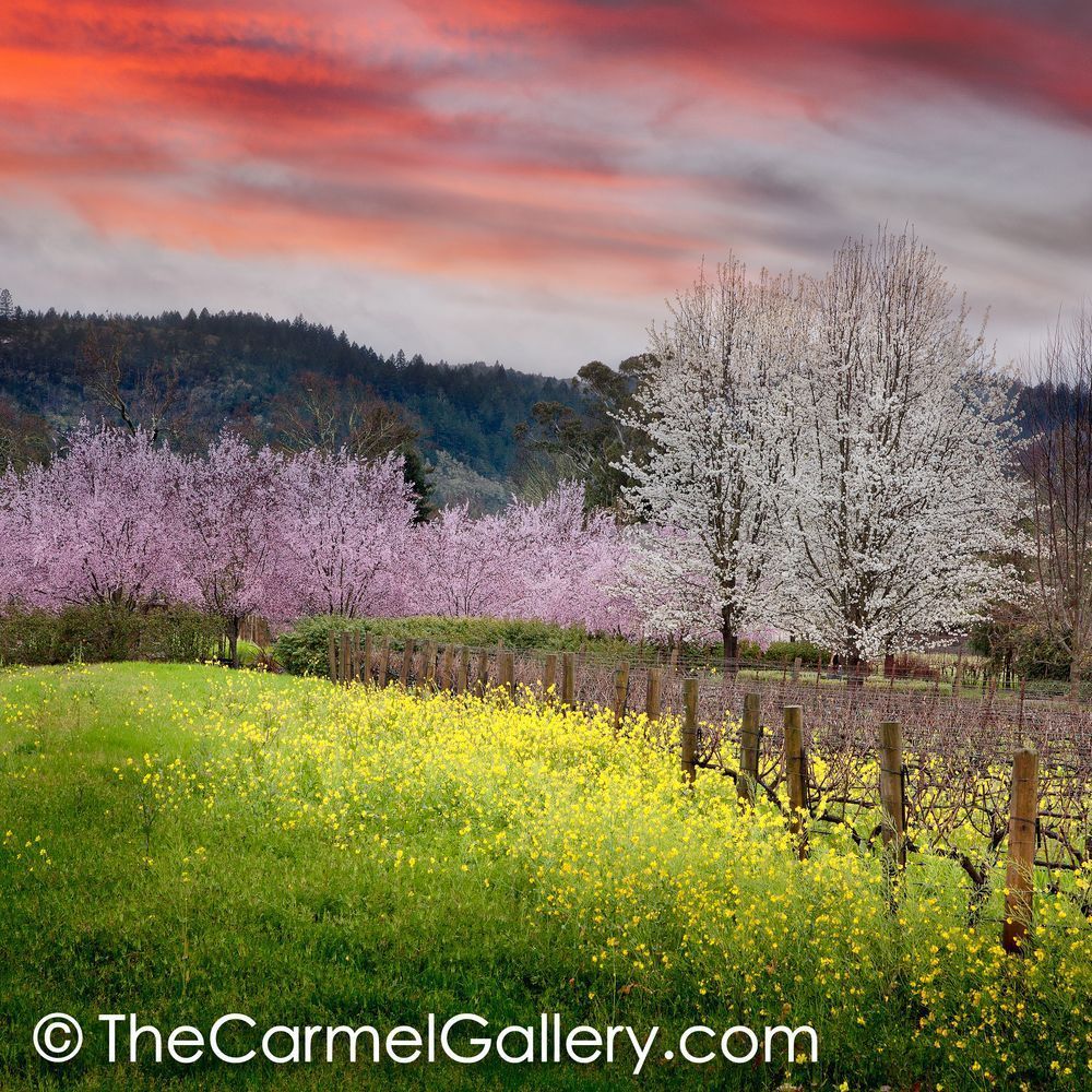 Winter Bloom Calistoga