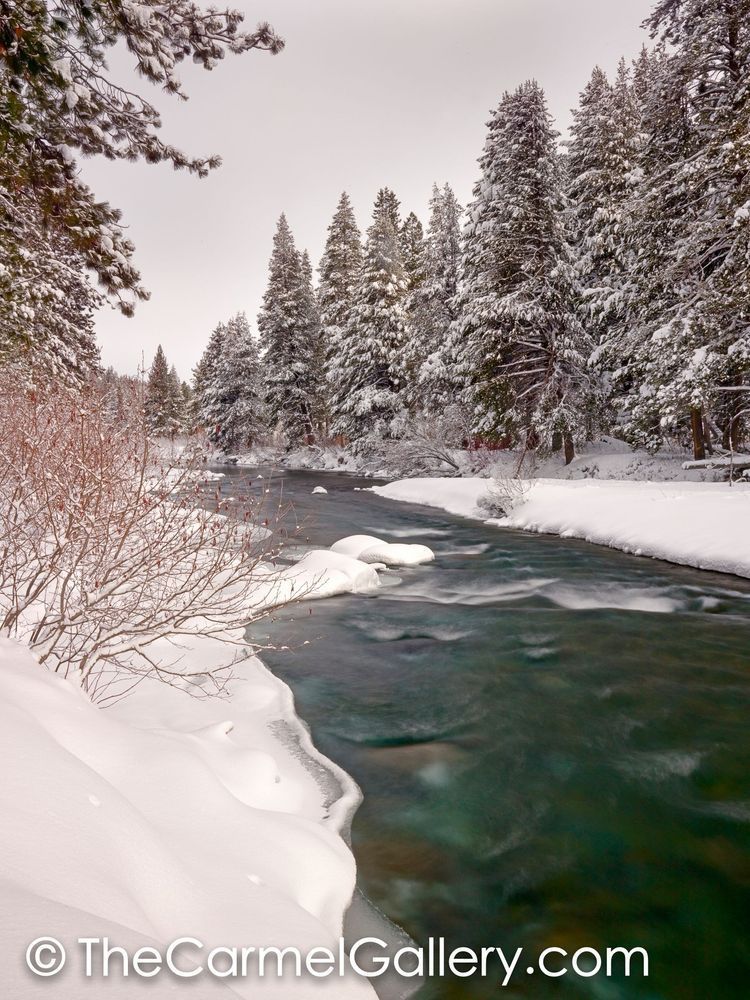 Winter Greens