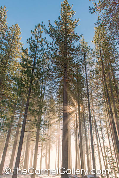 Winter Sun