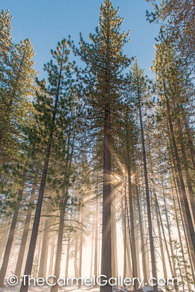 Winter Sun