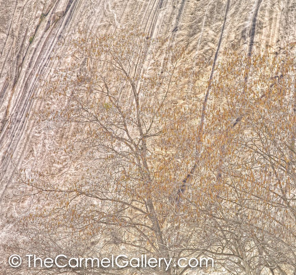 Winter Oaks, Yosemite