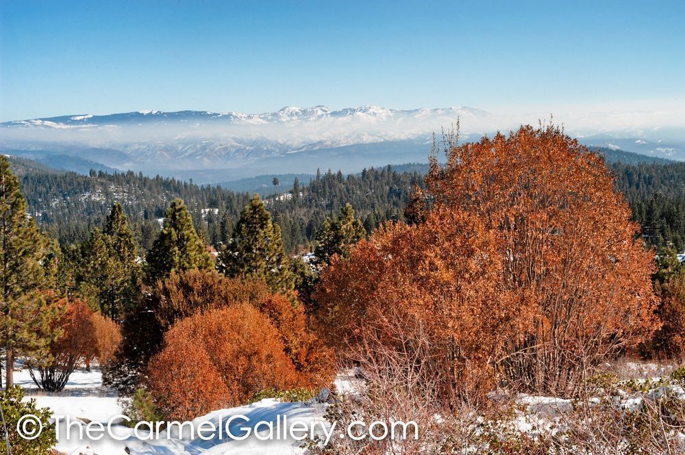 Winter Willows Mt Rose