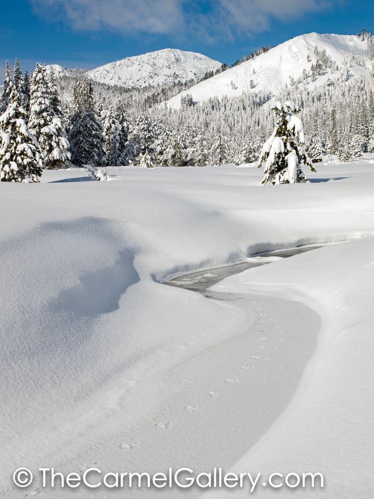 Winter Tracks