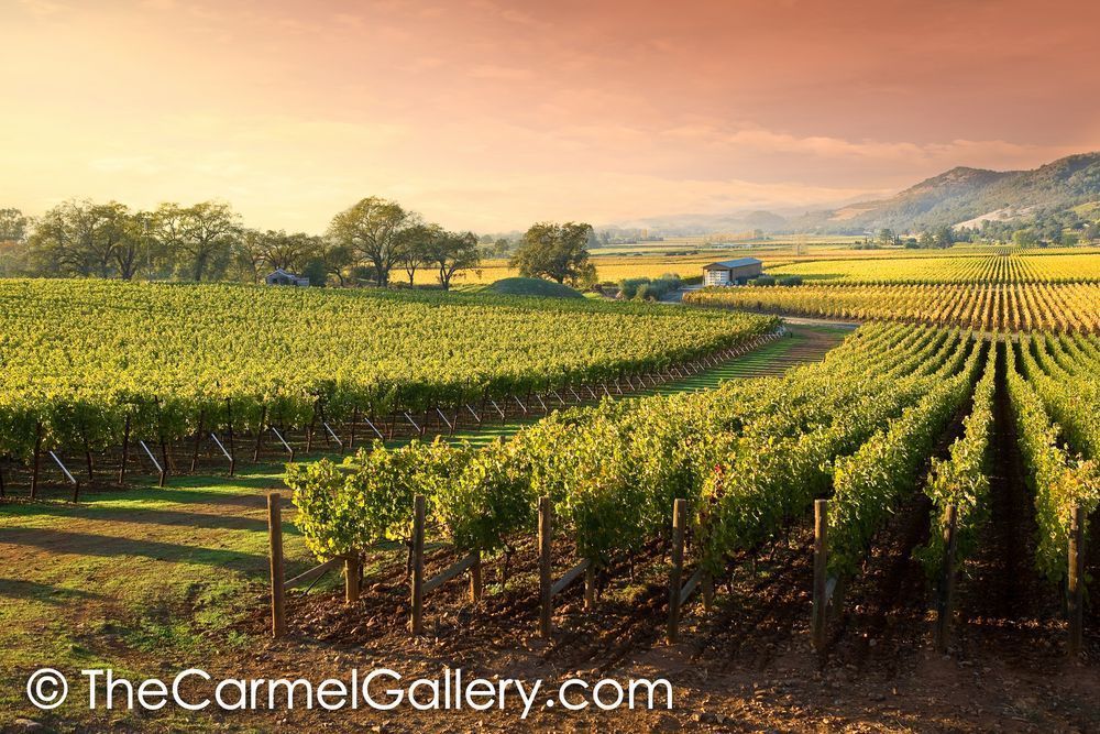 Wine Country Sunset