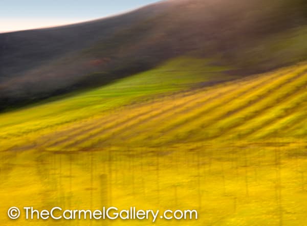 Wine Country Spring I
