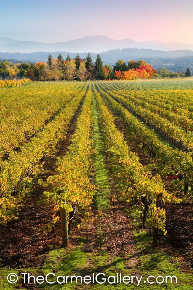 Wine Country Autumn