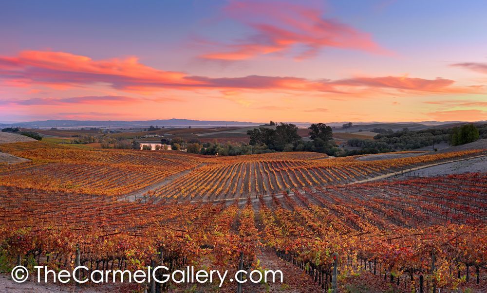 Wine Country Colors