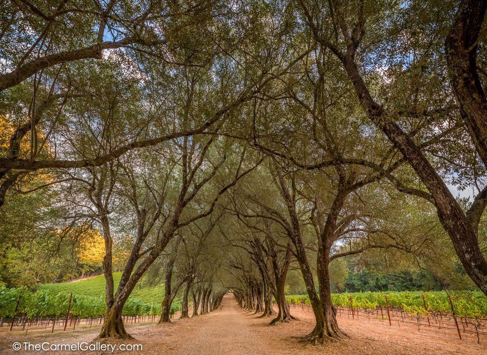 Wine Country Passage Photography Art | The Carmel Gallery