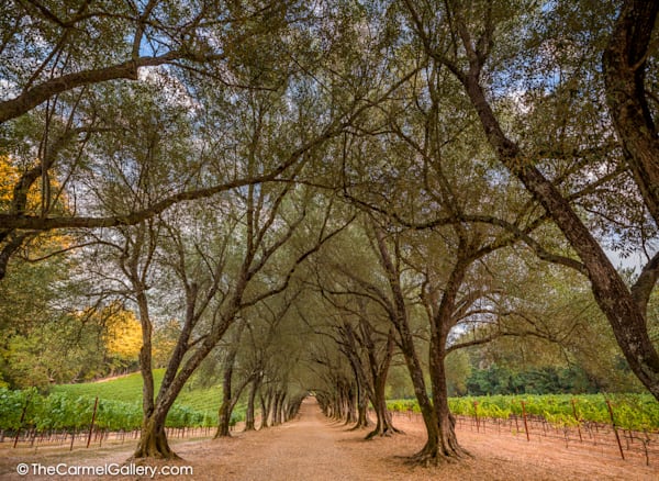 Wine Country Passage Photography Art | The Carmel Gallery