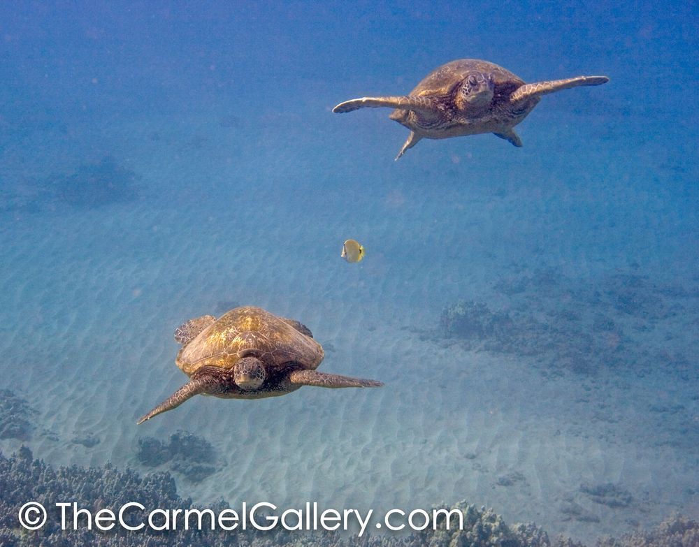 Turtle 5