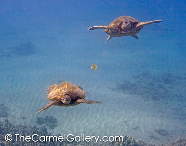 Turtle 5