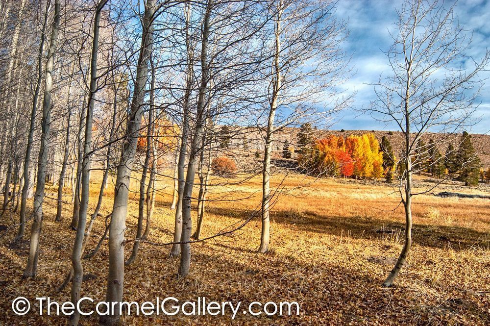 Turning to Fall