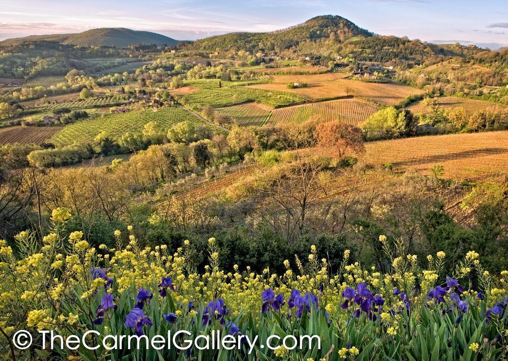 Tuscan Fields