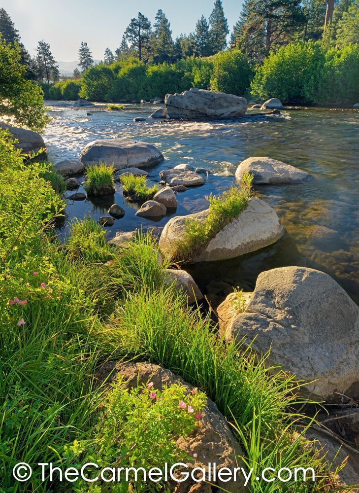 Truckee River in Summer