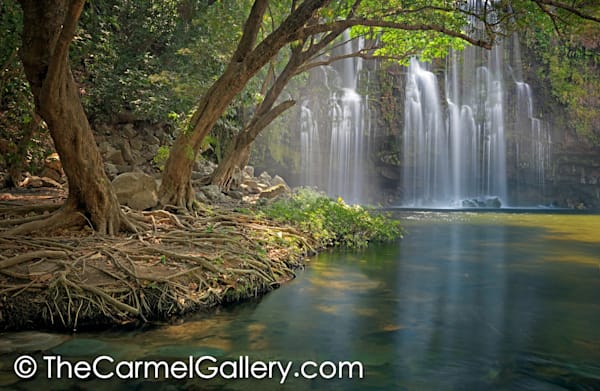 Tropical Oasis | Fine Art Photography Print — The Carmel Gallery
