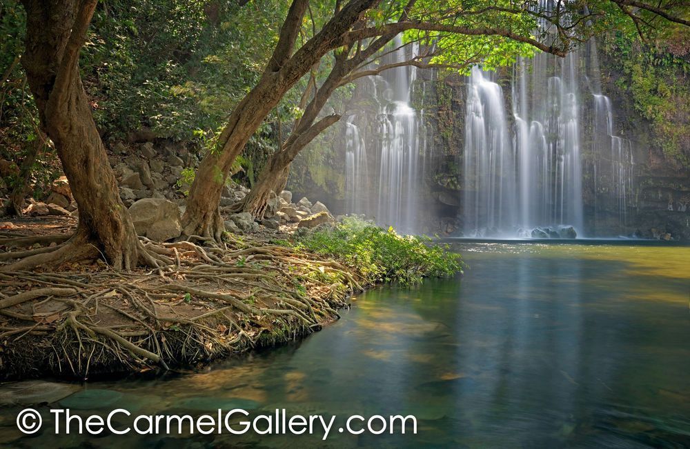 Tropical Oasis | Fine Art Photography Print — The Carmel Gallery
