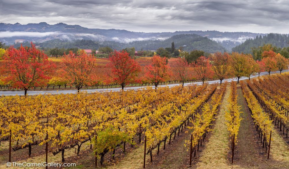 Trinchero Winery Photo