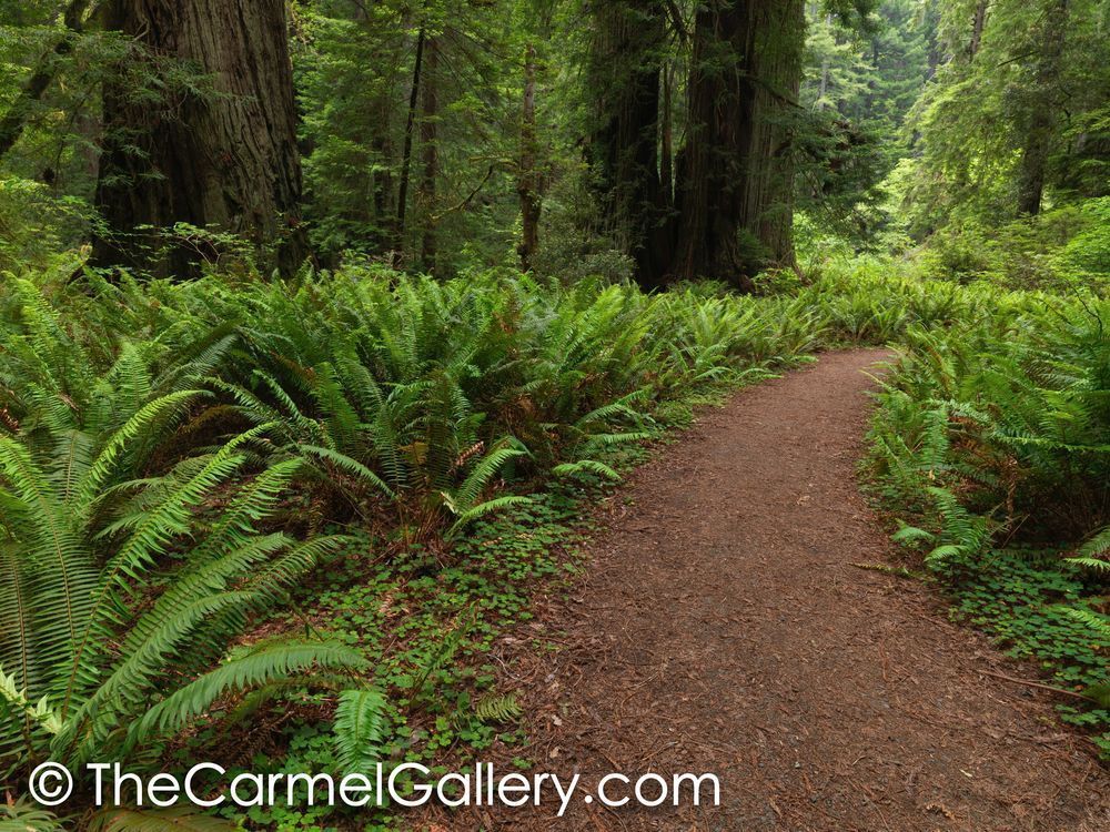 Trail of the Ancients