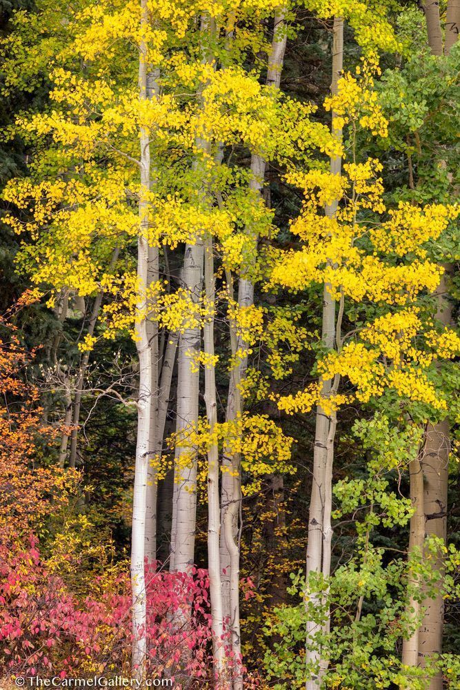 Transitions Photography Art | The Carmel Gallery