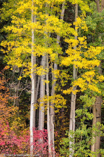 Transitions Photography Art | The Carmel Gallery