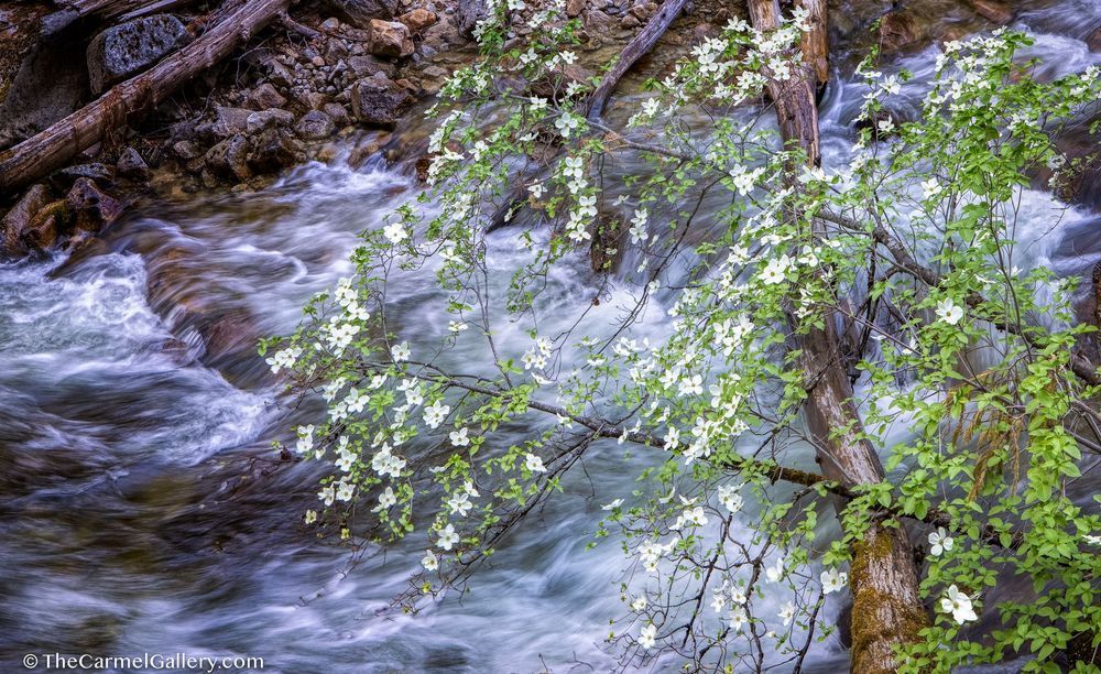Tenaya Bloom Photography Art | The Carmel Gallery