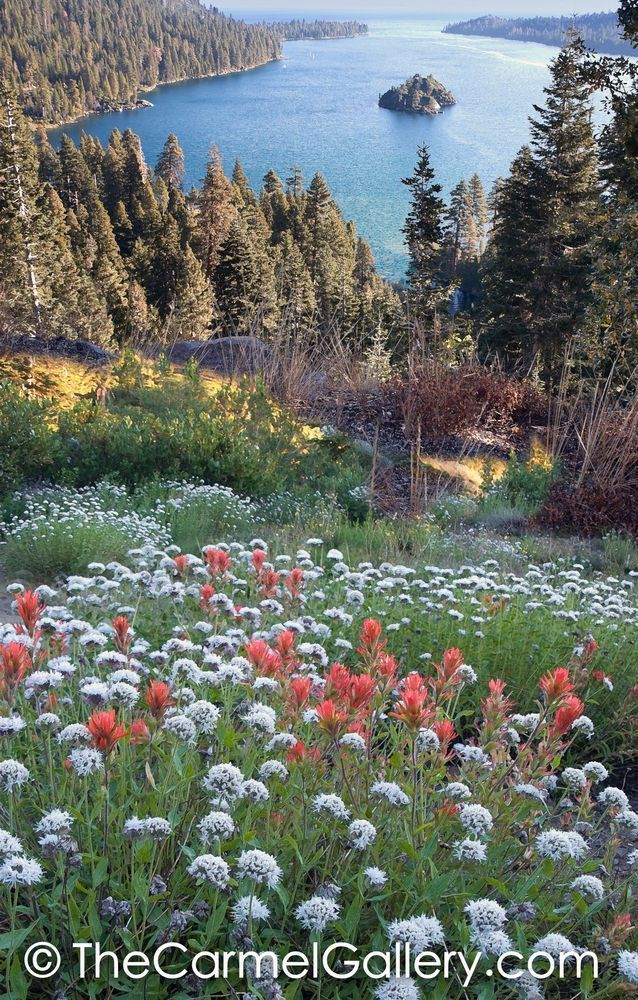 Tahoe Paintbrush