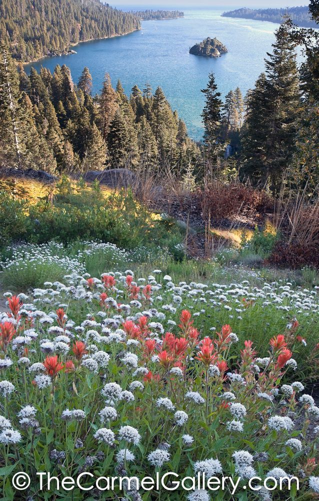 Tahoe Paintbrush