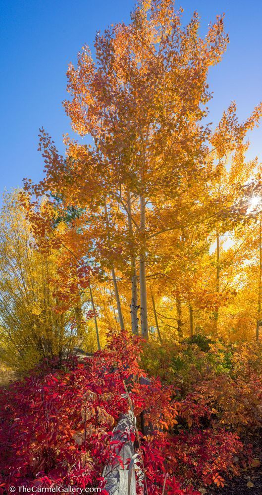 Tahoe Glow Photography Art | The Carmel Gallery