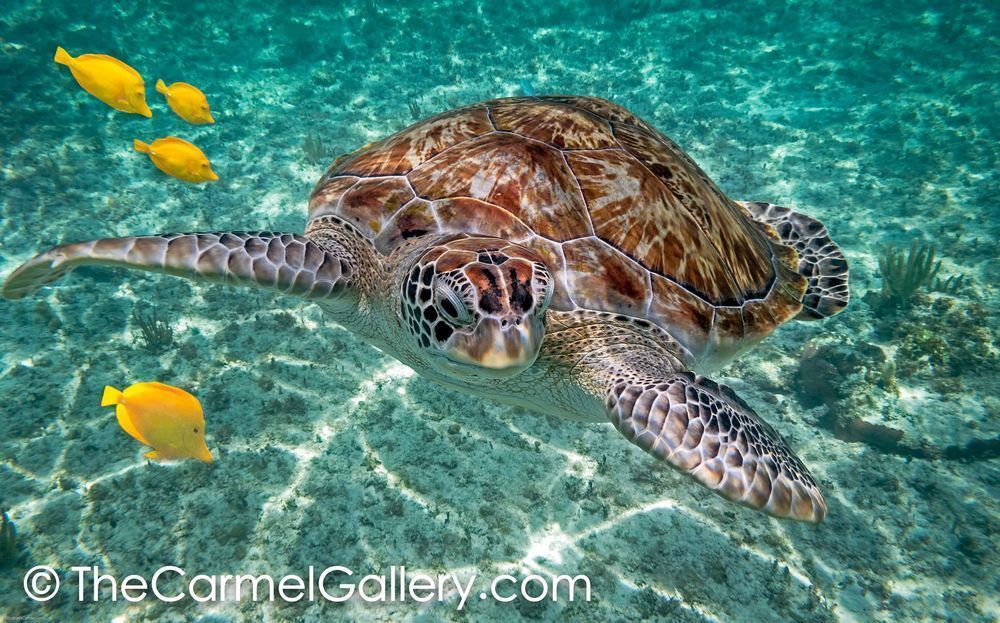Tortuga
