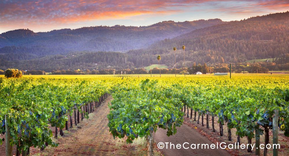 Three Palms Sunset Photography Art | The Carmel Gallery