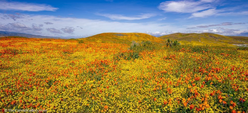The Hills Are Alive