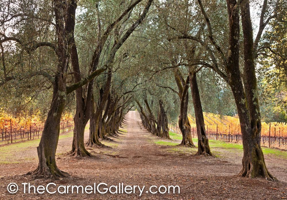 The Olive Grove Path II